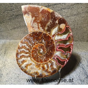 Ammonite Nr.5 - rechts